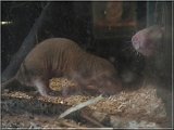 Heterocephalus