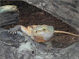 Bartagame
