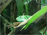 Fidschi-Leguan