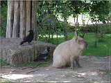 Kapybara