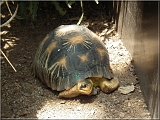 Strahlenschildkrte