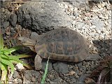 Schildkrte