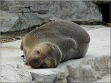 Mhnenrobbe