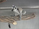 Katta