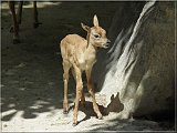 Antilope