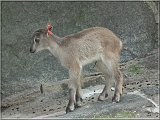 Mhnenspringer