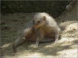 Zebramanguste