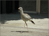 Seriema