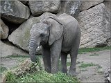 Elefant