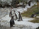 Humboldtpinguin