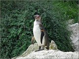 Humboldtpinguin