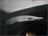 Arapaima