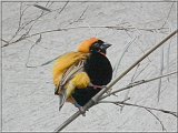 Oryxweber