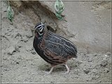 Harlekinwachtel
