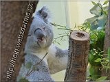 koala