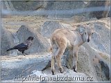 paovca