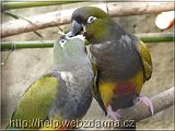 papagaje