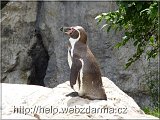 tucniak
