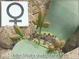welwitschia