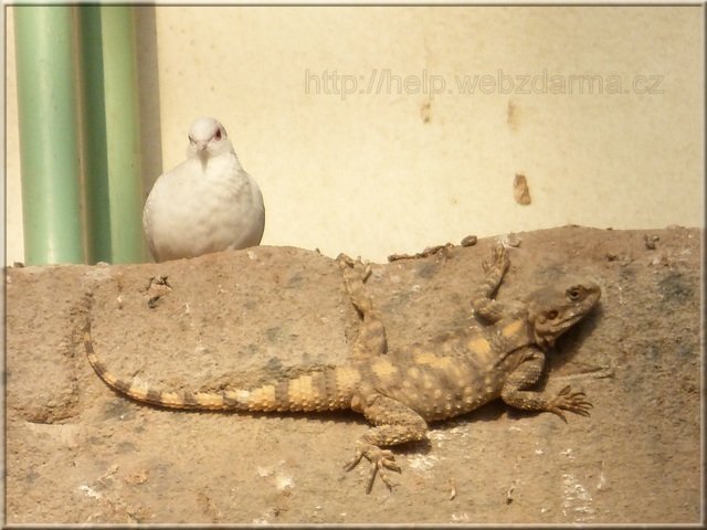 duo