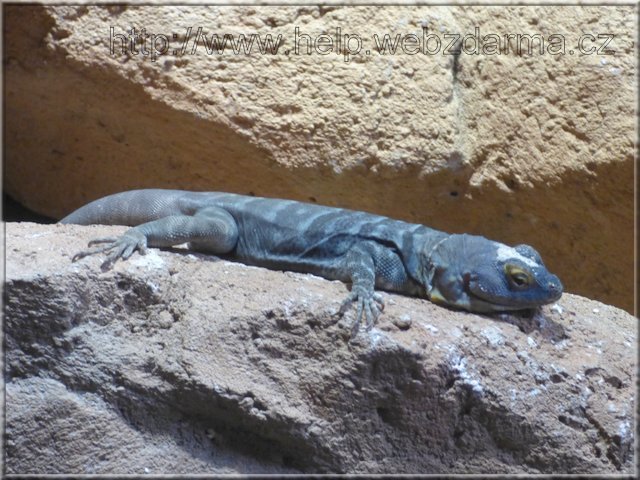 leguan