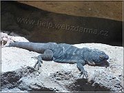 leguan1