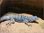 leguan2