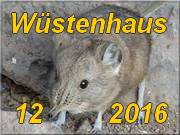 Wustenhaus 2016
