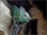 chameleon