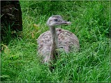 nandu