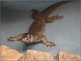 varan