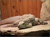 leguan