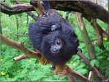 tamarin