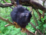tamarin