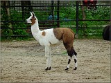 lama