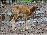 muflon