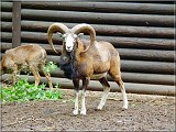 muflon