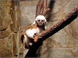 tamarin