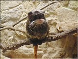 tamarin