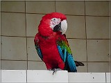 ara