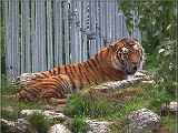 tyger