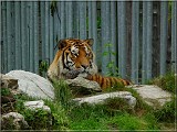 tyger