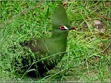 turako