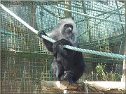 guereza