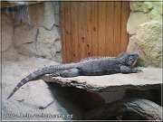 leguan1
