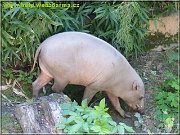 babirusa