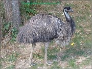 emu