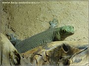 felsuma