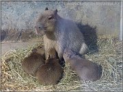 kapybara