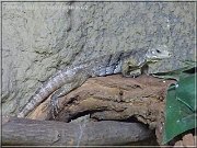 leguan